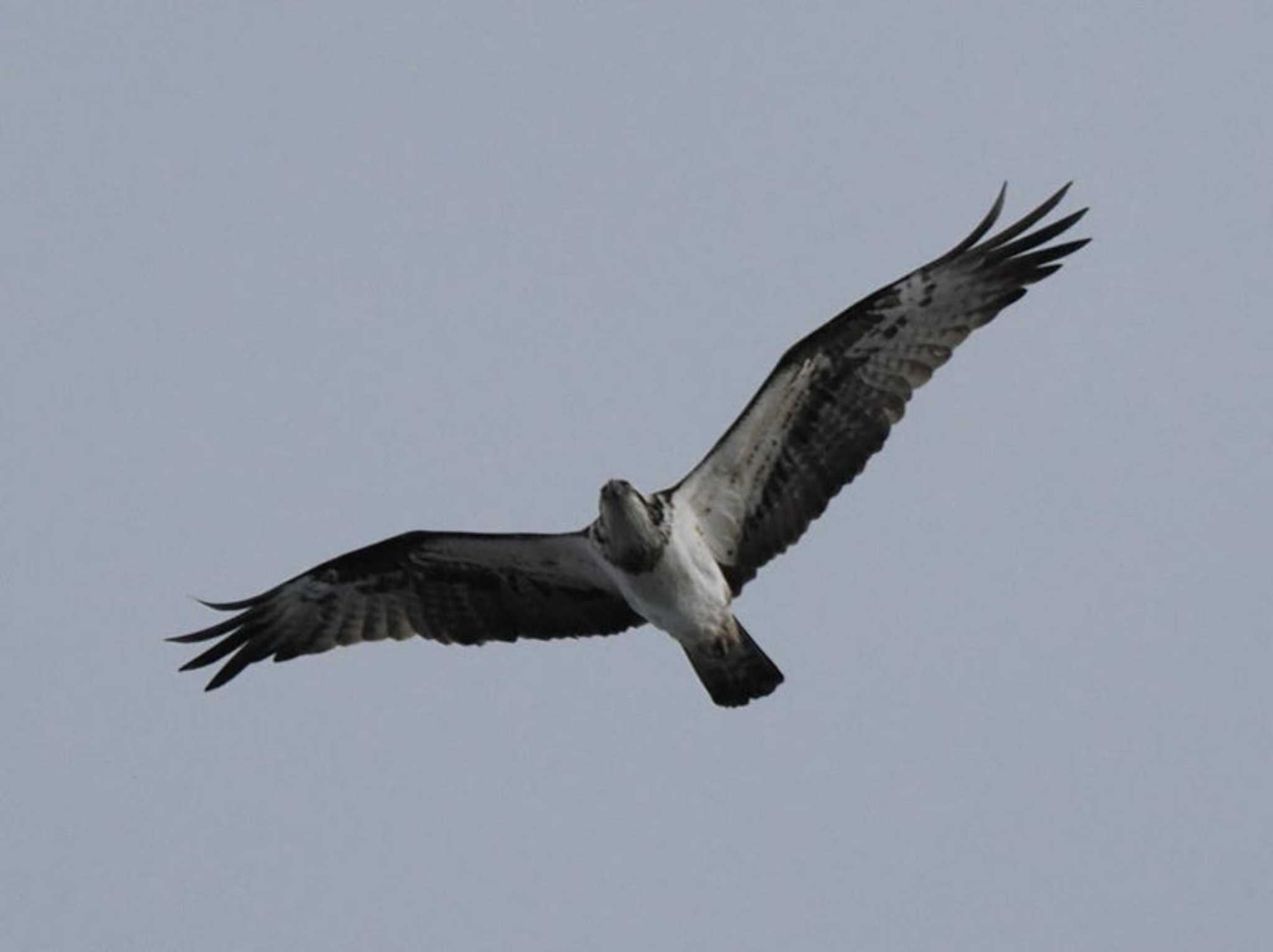 Osprey