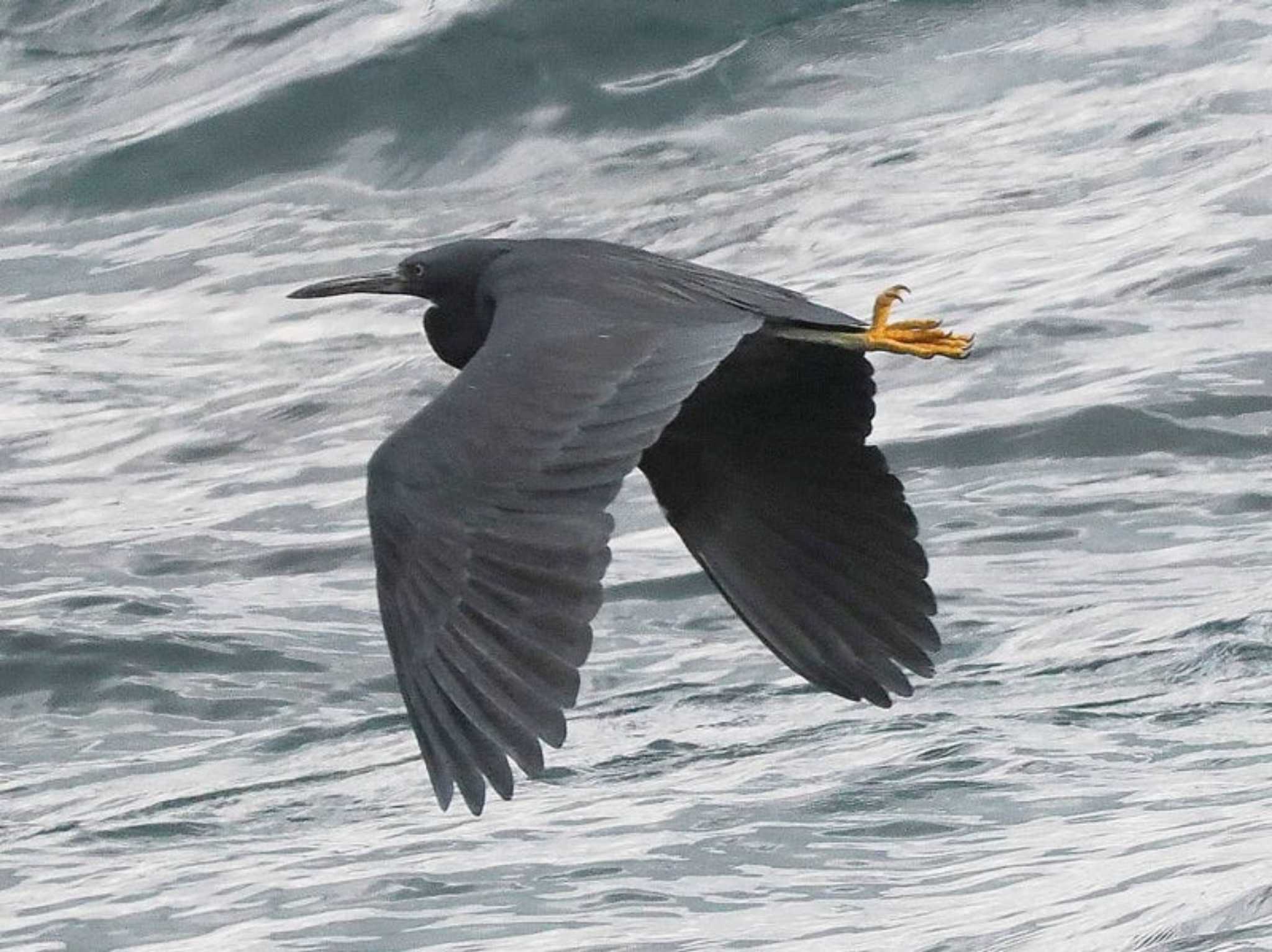 Pacific Reef Heron