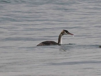 カンムリカイツブリ 志賀島(福岡県) 2023年12月23日(土)