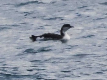 Pacific Loon 志賀島(福岡県) Sat, 12/23/2023