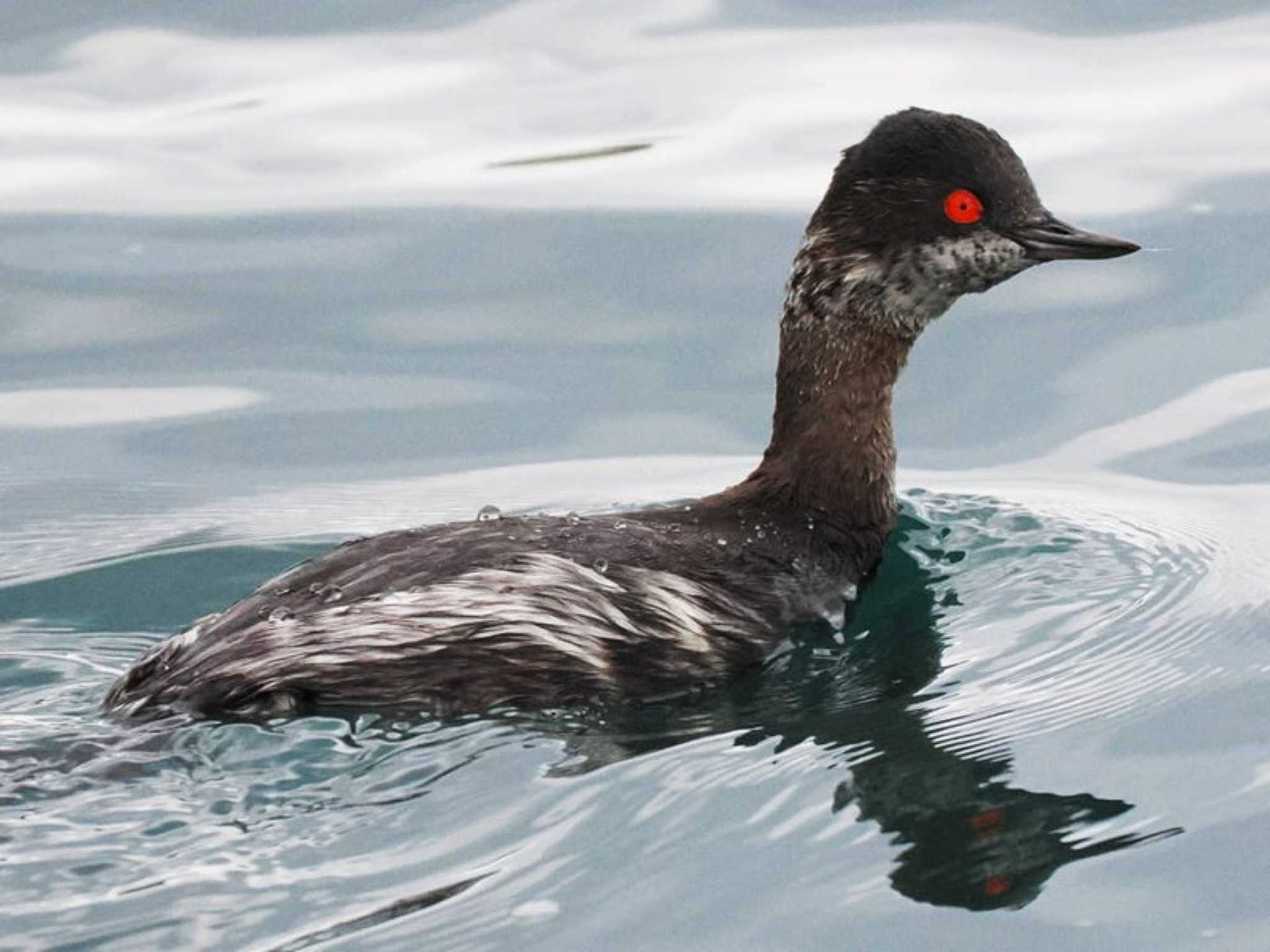 Black-necked Grebe