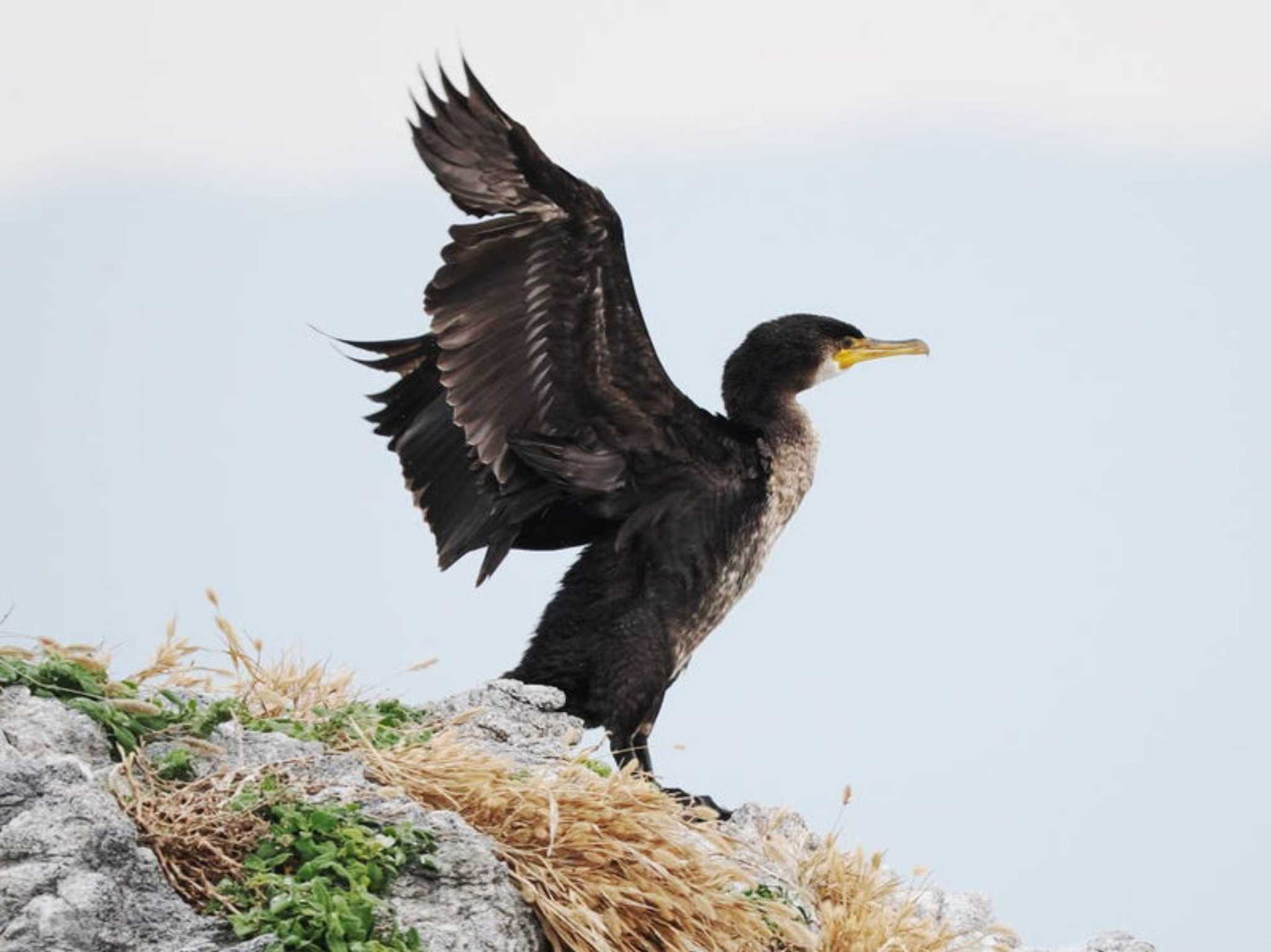 Great Cormorant