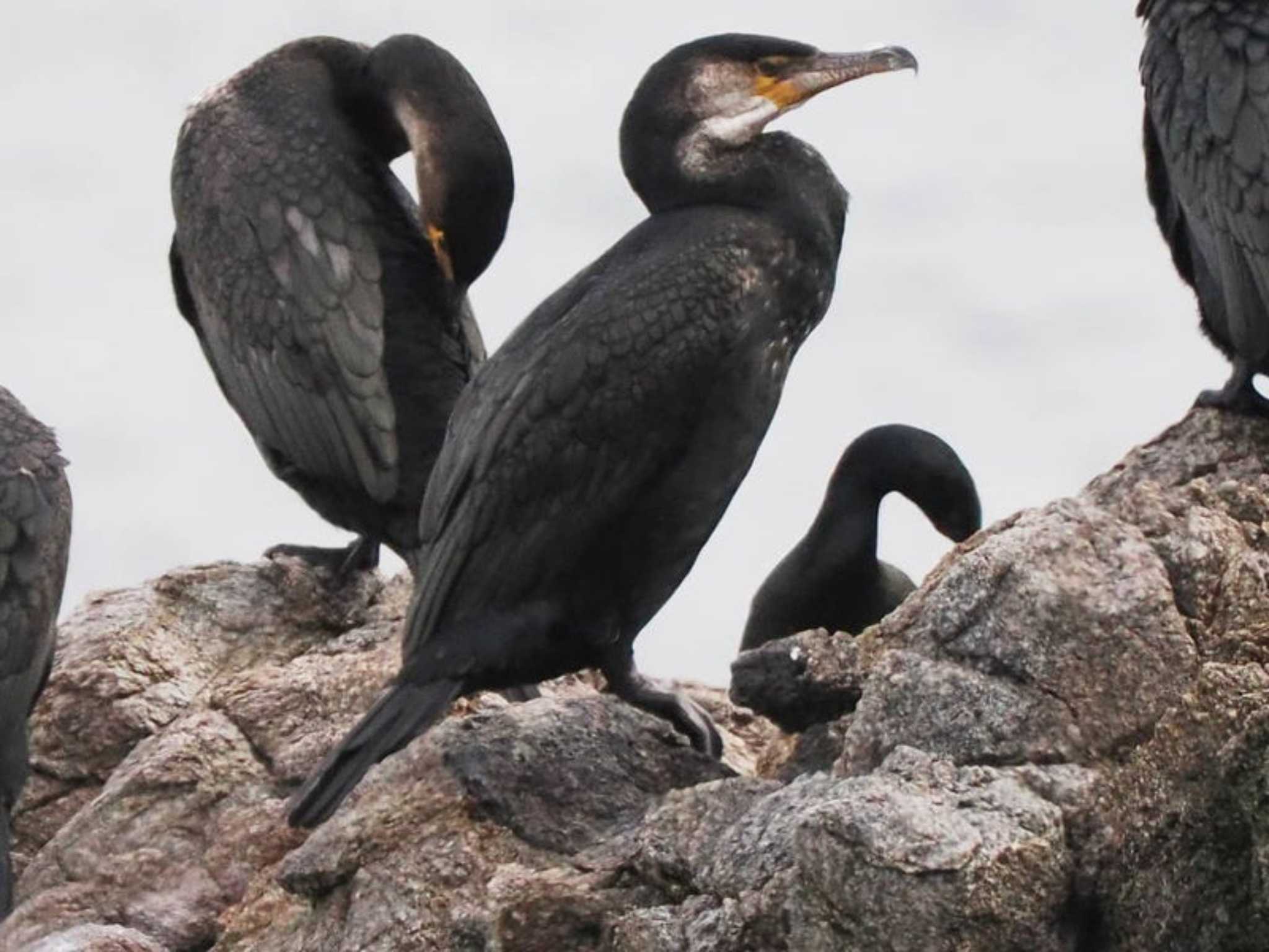 Japanese Cormorant