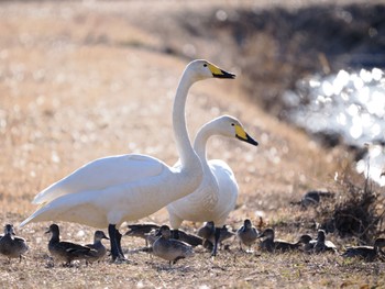 2024年2月11日(日) 常陸太田市の野鳥観察記録