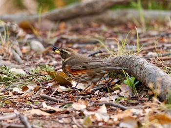 Redwing 愛知県 Sat, 2/10/2024