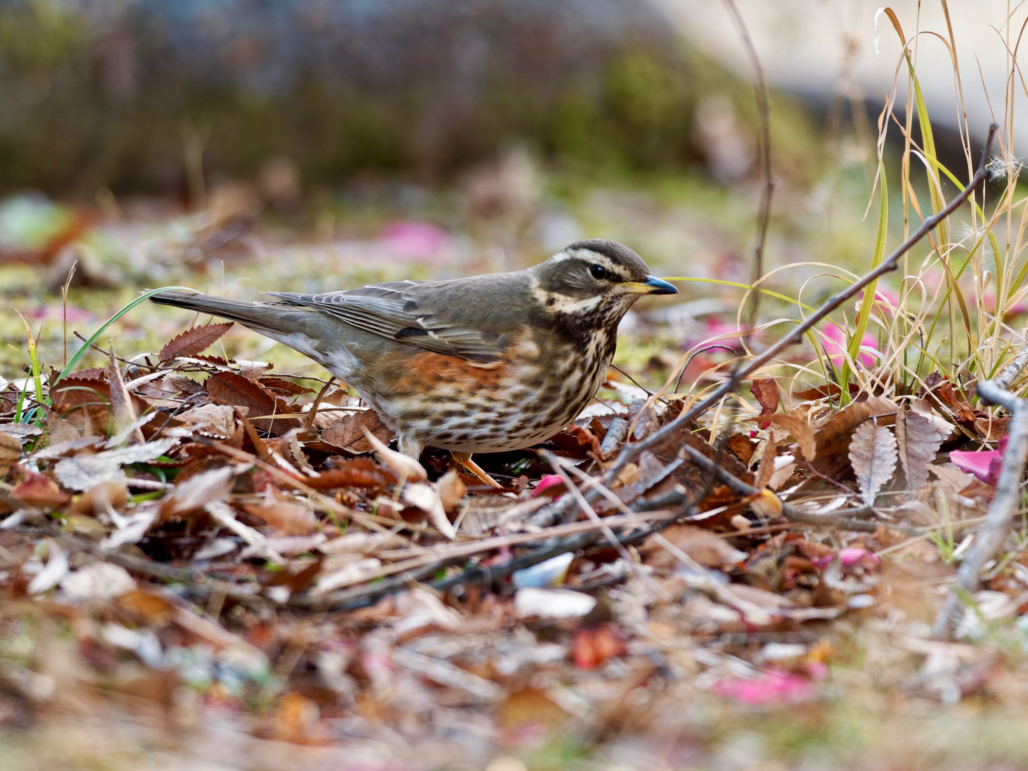 Photo of Redwing at 愛知県 by speedgame