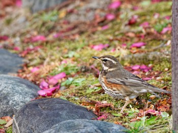 Redwing 愛知県 Sat, 2/10/2024