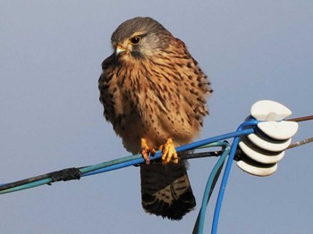 2023年12月22日(金) 今津干潟の野鳥観察記録