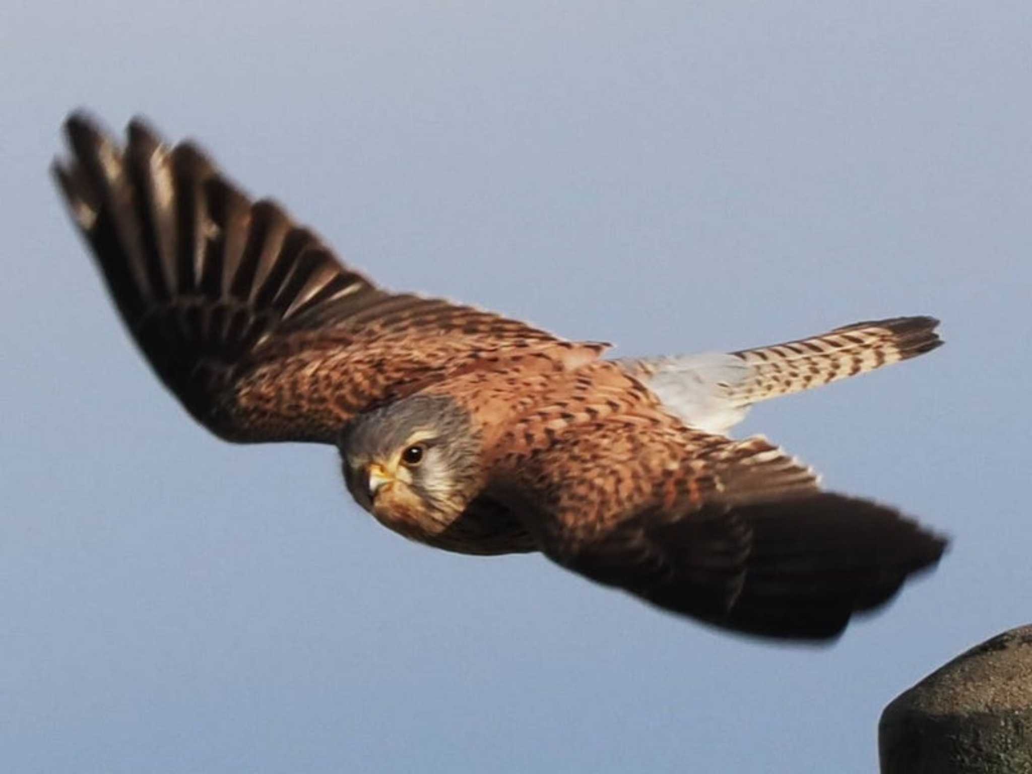 Common Kestrel