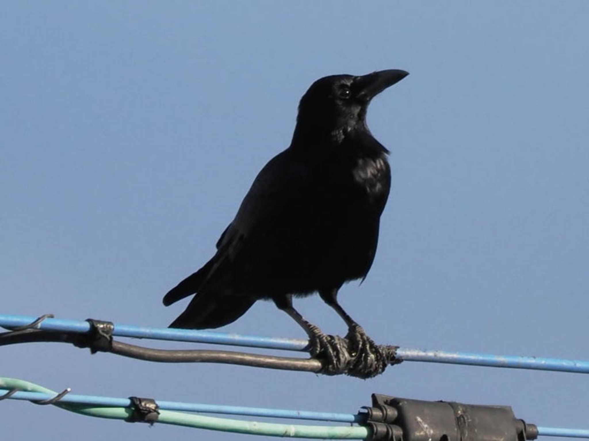 Carrion Crow