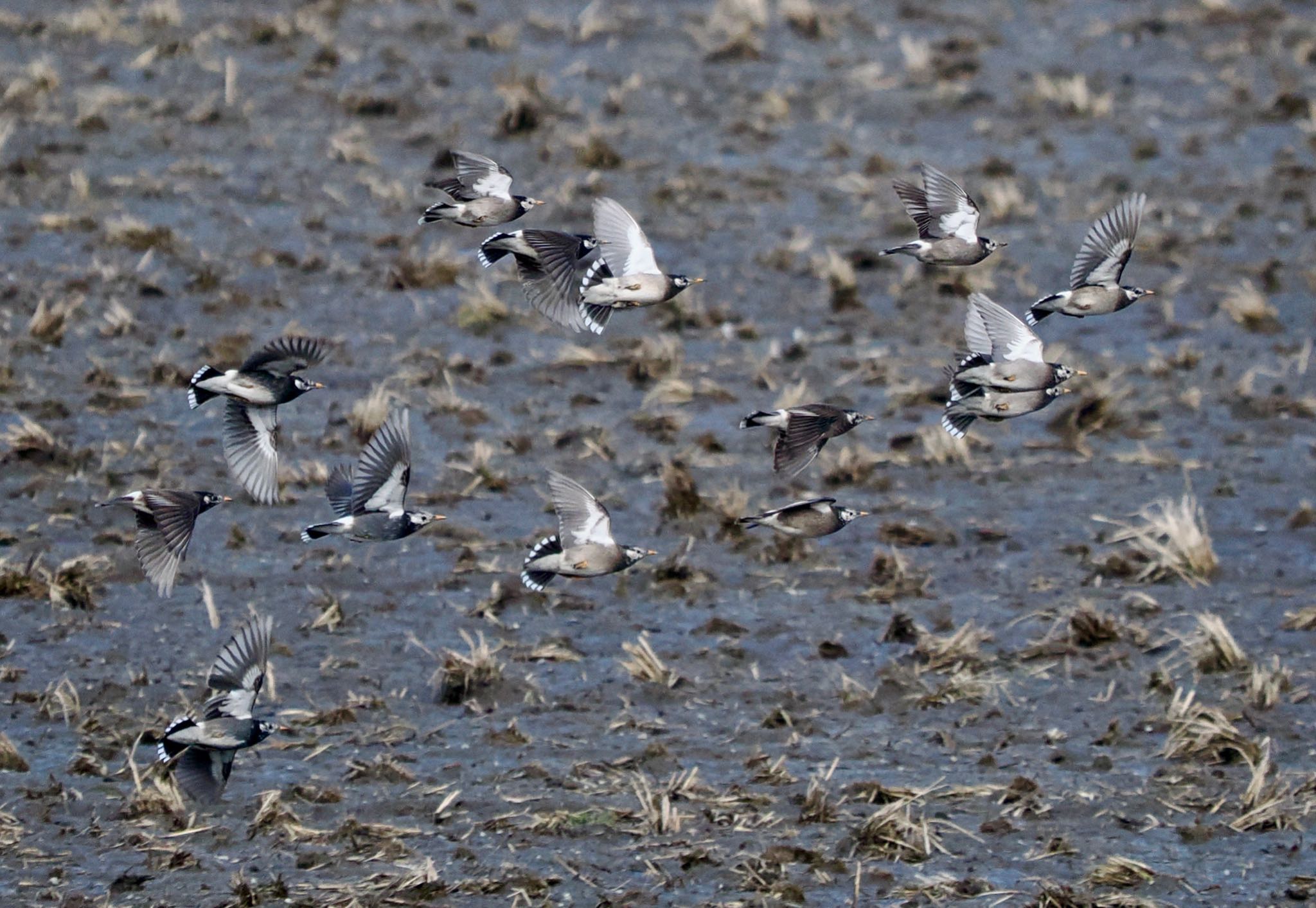 Photo of White-cheeked Starling at Inashiki by okamooo