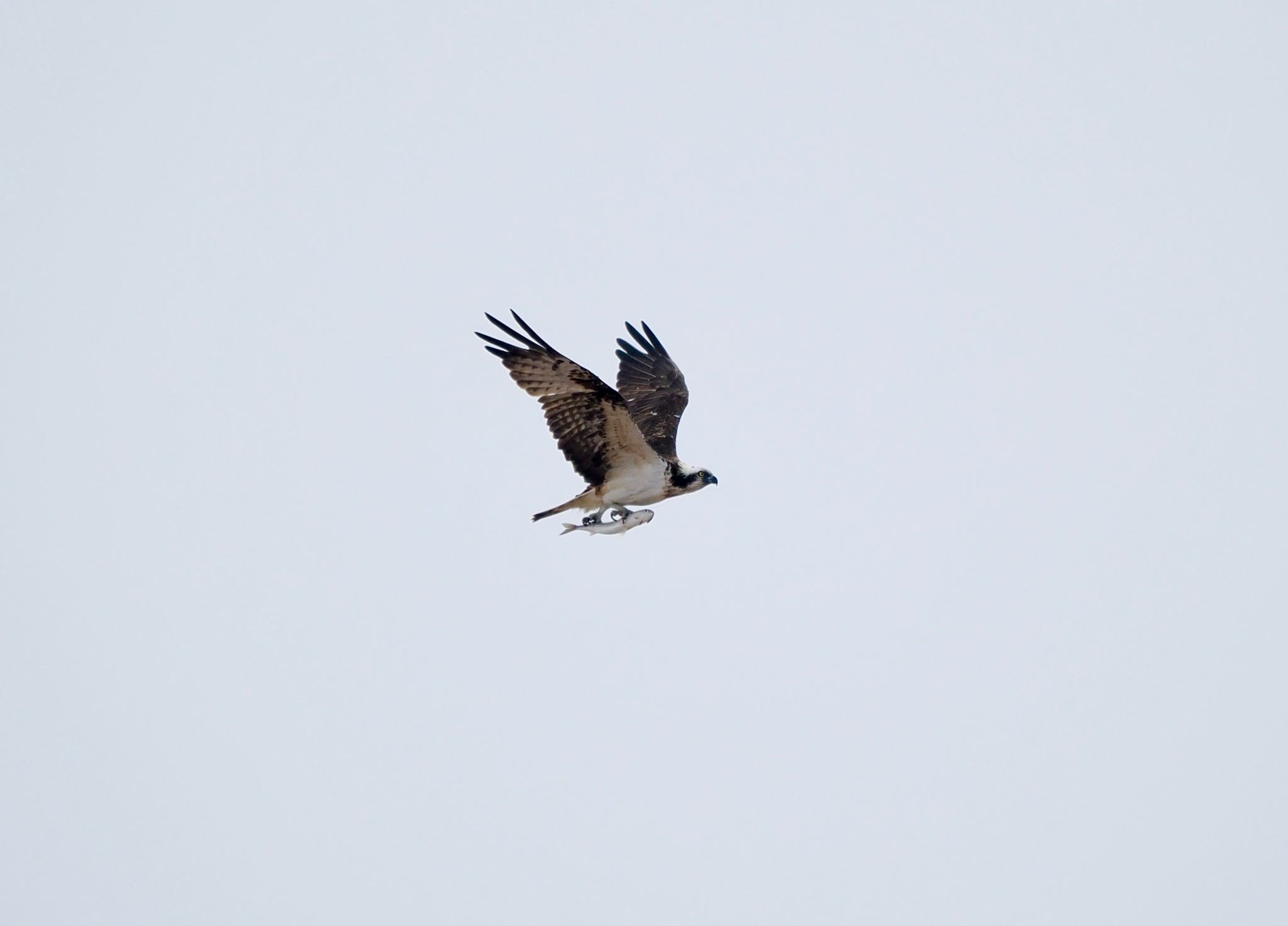 Osprey