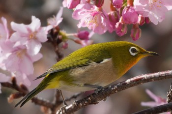 メジロ 静岡県下田 2024年2月10日(土)