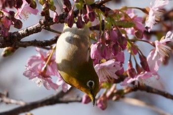 メジロ 静岡県下田 2024年2月10日(土)