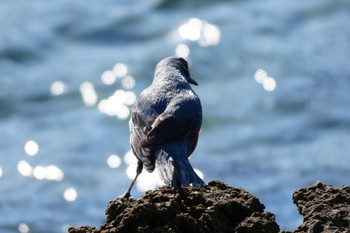 2024年2月10日(土) 静岡県下田の野鳥観察記録