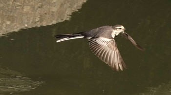 White Wagtail 三重県 Mon, 2/12/2024