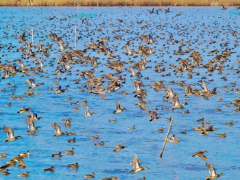 2024年2月12日(月) 北印旛沼の野鳥観察記録