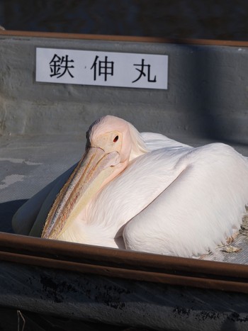 Great White Pelican North Inba Swamp Mon, 2/12/2024