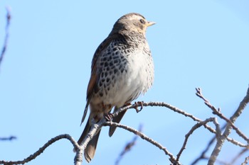 Dusky Thrush 笠松みなと公園 Mon, 2/12/2024