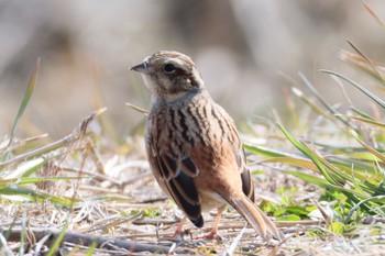 Meadow Bunting 笠松みなと公園 Mon, 2/12/2024