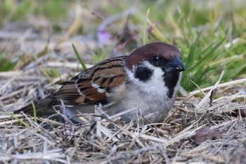 Eurasian Tree Sparrow 笠松みなと公園 Mon, 2/12/2024