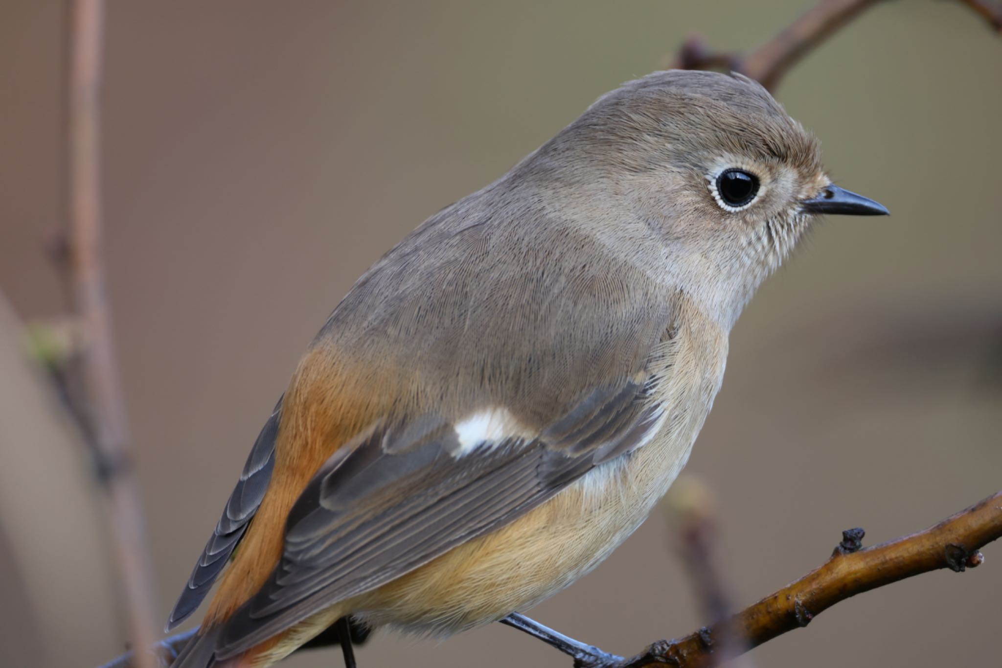 Photo of Daurian Redstart at 月見の森(岐阜県) by フーさん