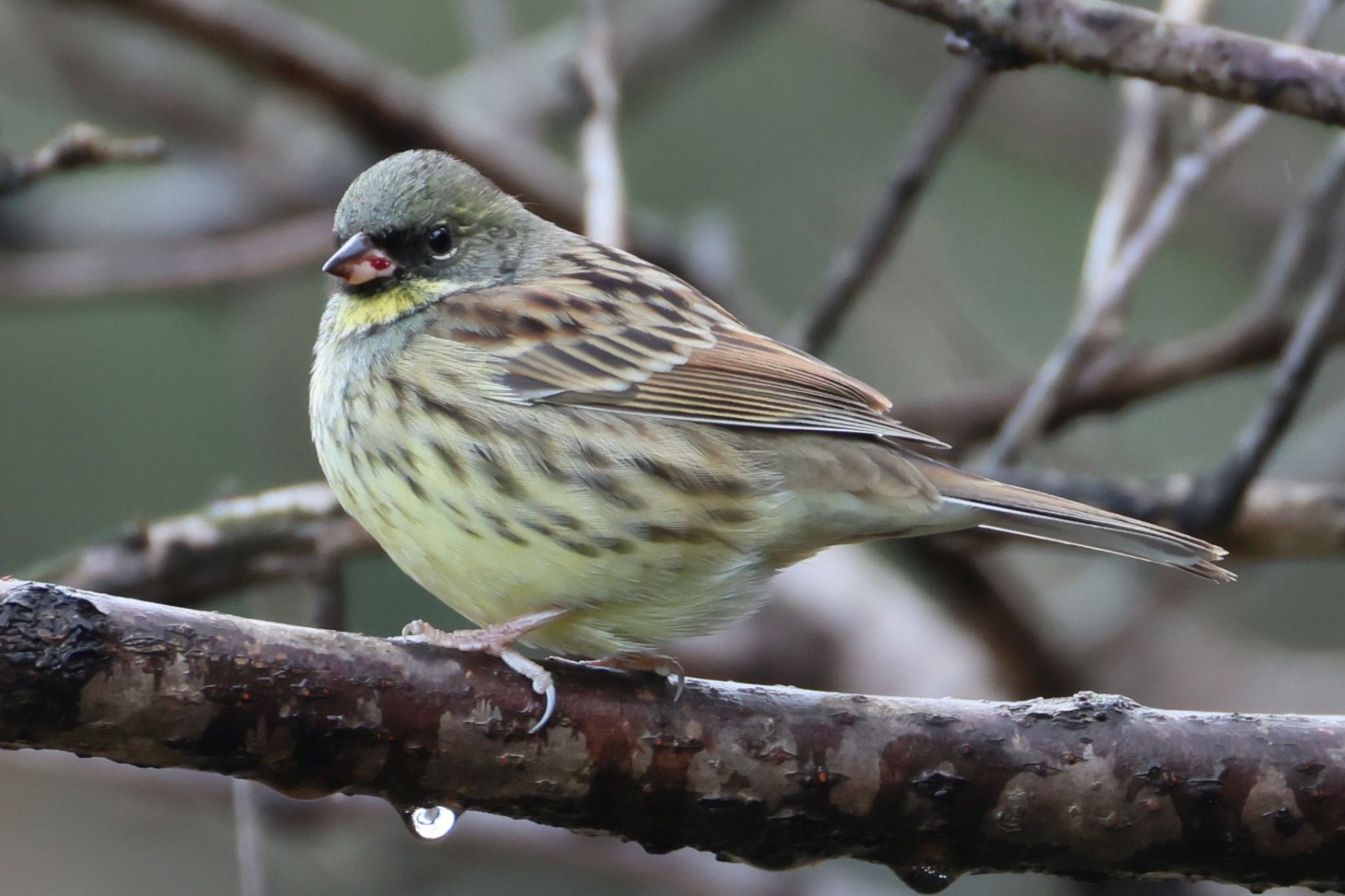 Photo of Masked Bunting at 月見の森(岐阜県) by フーさん