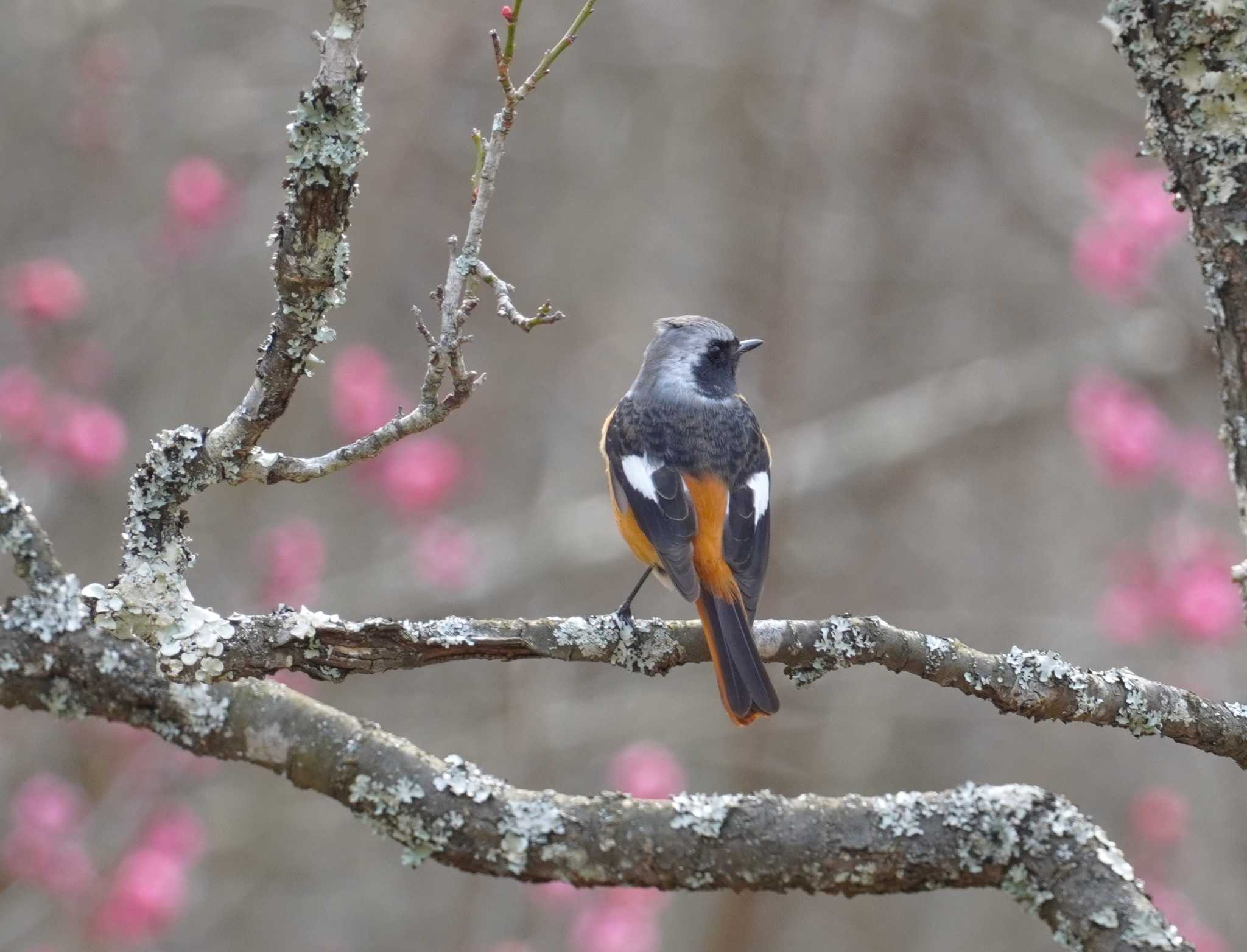 Daurian Redstart