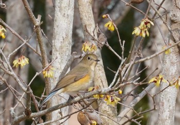 Sun, 2/11/2024 Birding report at Kobe Forest Botanic Garden