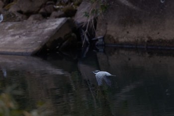 Crested Kingfisher 奈良県 Mon, 2/12/2024