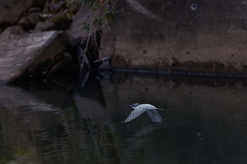 Crested Kingfisher 奈良県 Mon, 2/12/2024