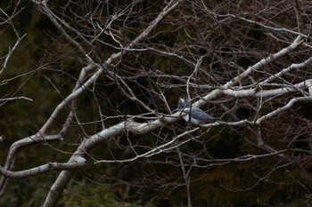 Crested Kingfisher 奈良県 Mon, 2/12/2024