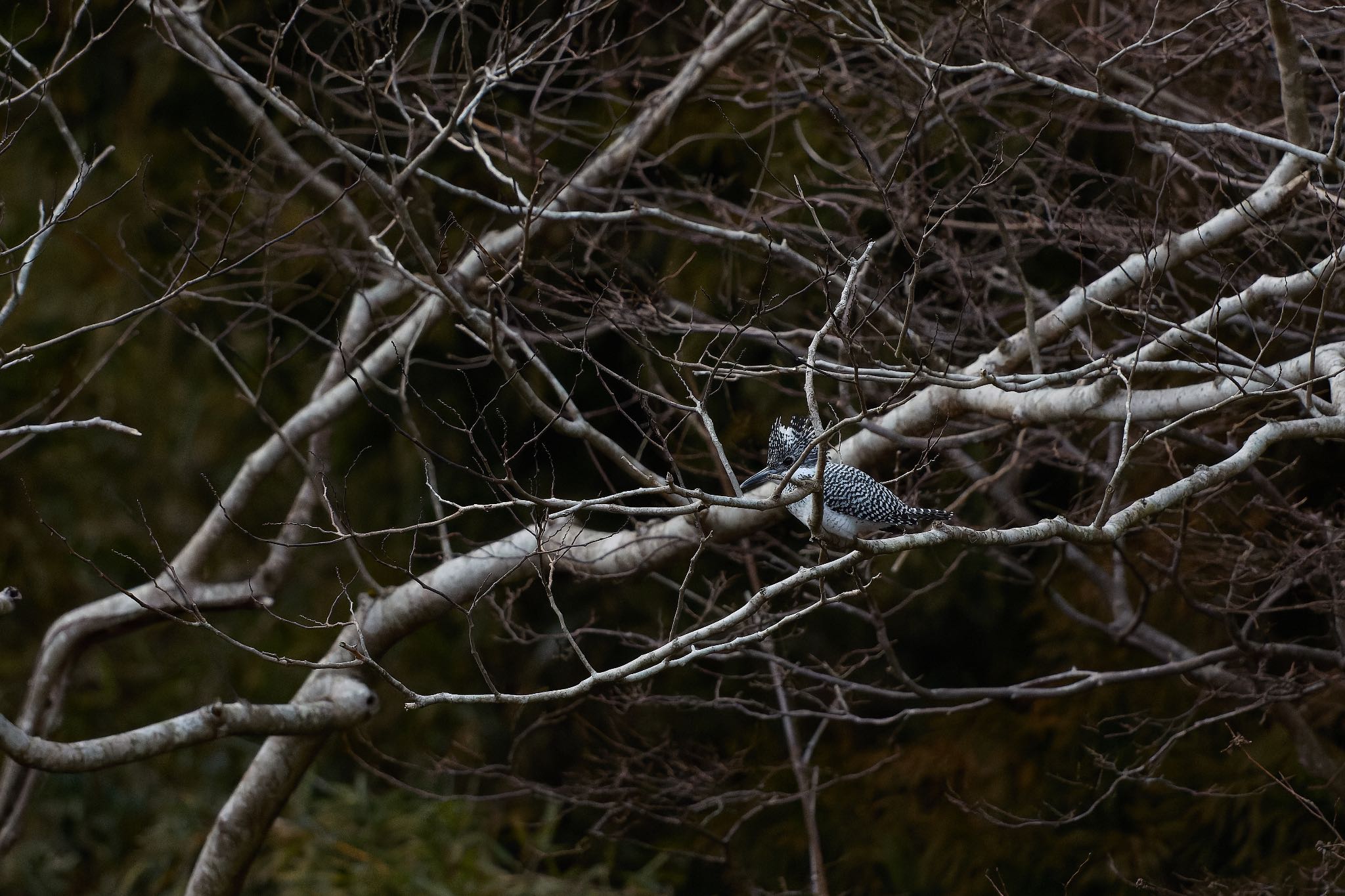 奈良県 ヤマセミの写真 by 明石のおやじ