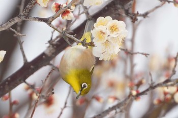 Warbling White-eye 大室公園 Tue, 2/6/2024