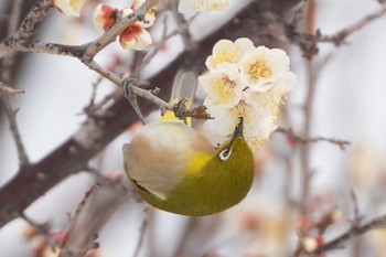 Warbling White-eye 大室公園 Tue, 2/6/2024