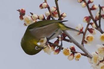 Warbling White-eye 大室公園 Tue, 2/6/2024