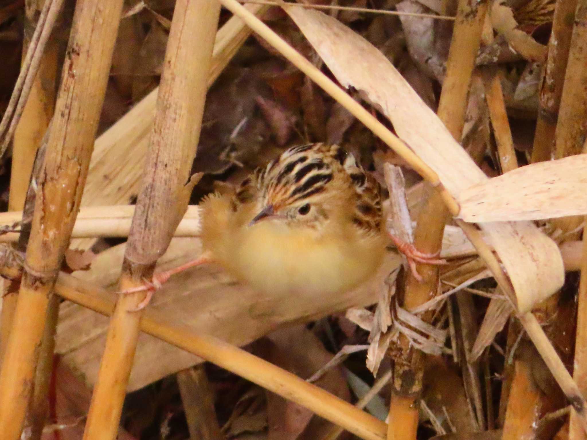 Zitting Cisticola