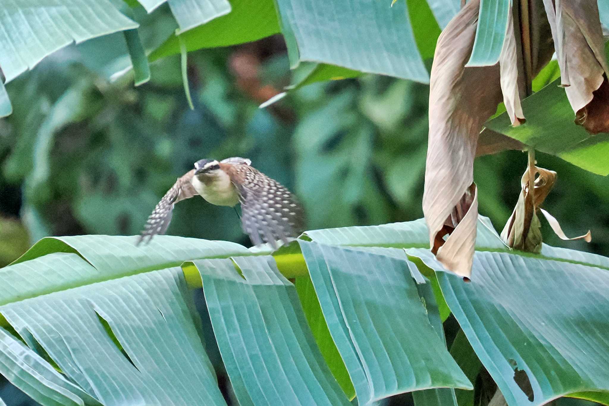 San Gerardo De Dota (Costa Rica) アカエリサボテンミソサザイの写真 by 藤原奏冥