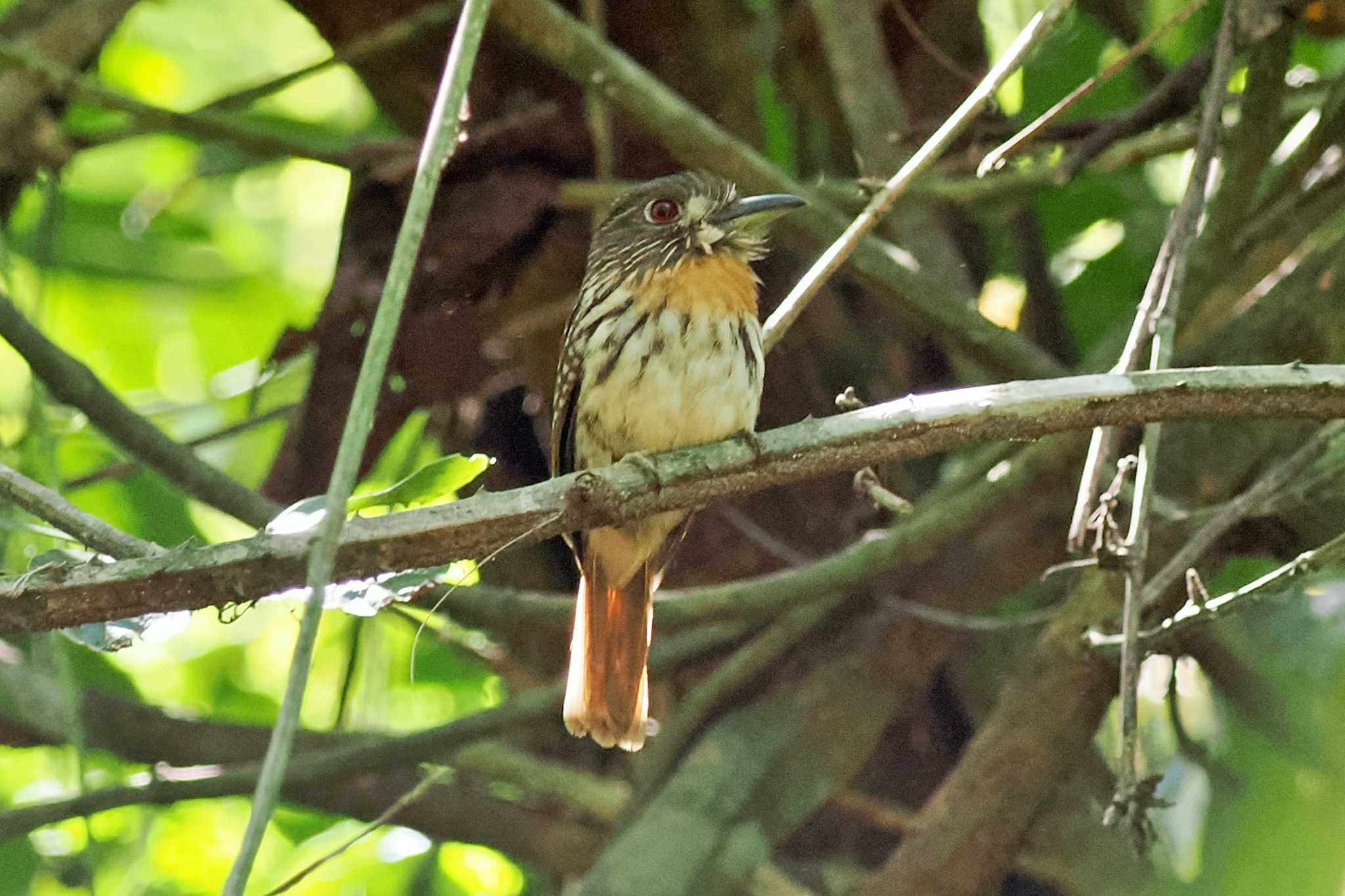 Photo of White-whiskered Puffbird at Miriam's Quetzals(Costa Rica) by 藤原奏冥