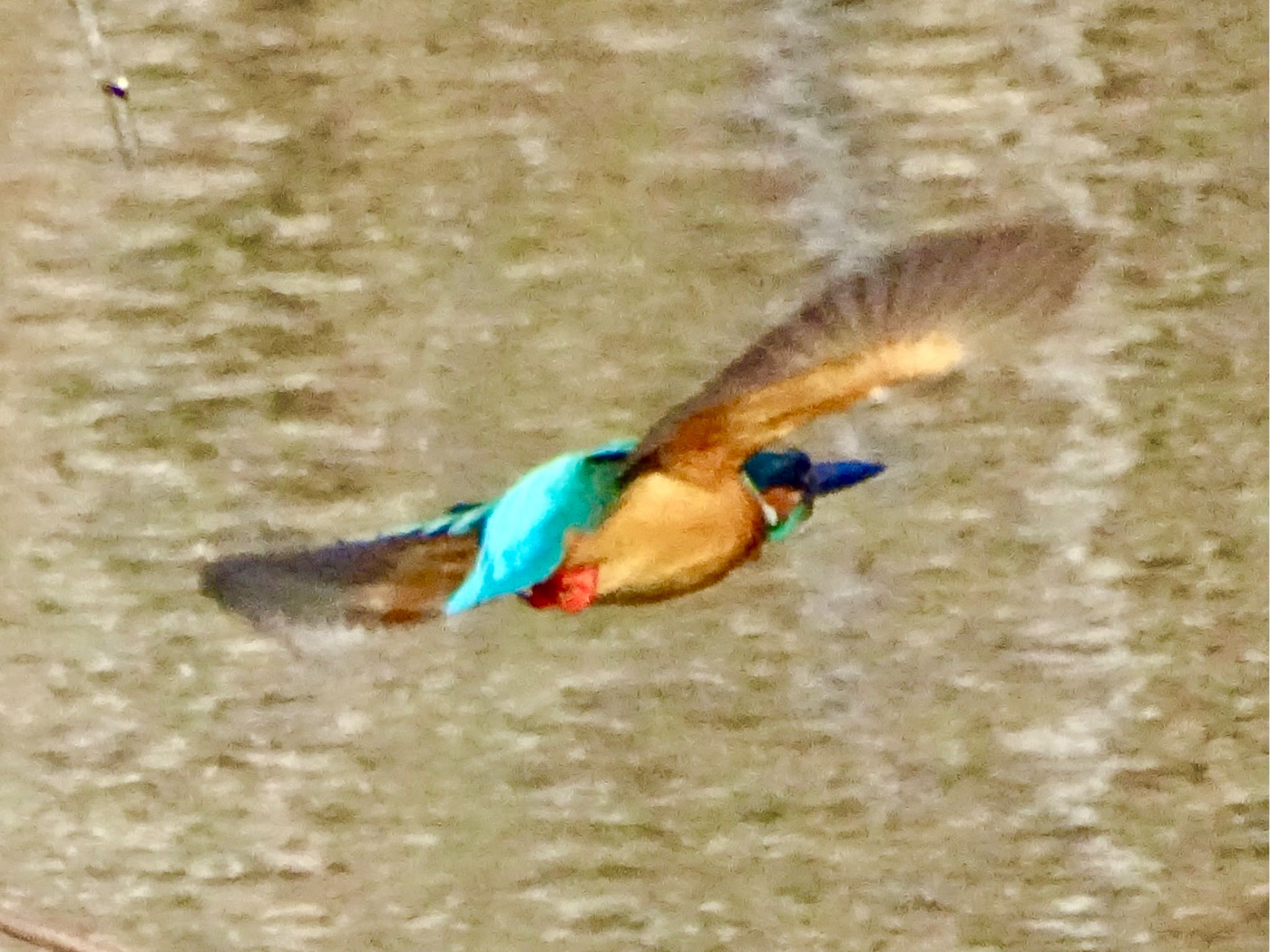 舞岡公園 カワセミの写真 by KAWASEMIぴー