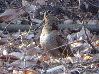 2024年2月12日(月) 舞岡公園の野鳥観察記録