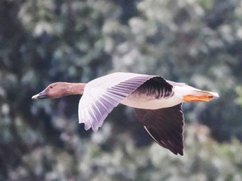 2023年12月19日(火) 多礼ダム(福岡県)の野鳥観察記録