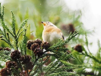 アトリ 天拝山歴史自然公園 2023年12月17日(日)