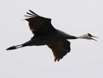 Hooded Crane 出水市ツル観察センター周辺一帯 Tue, 12/12/2023