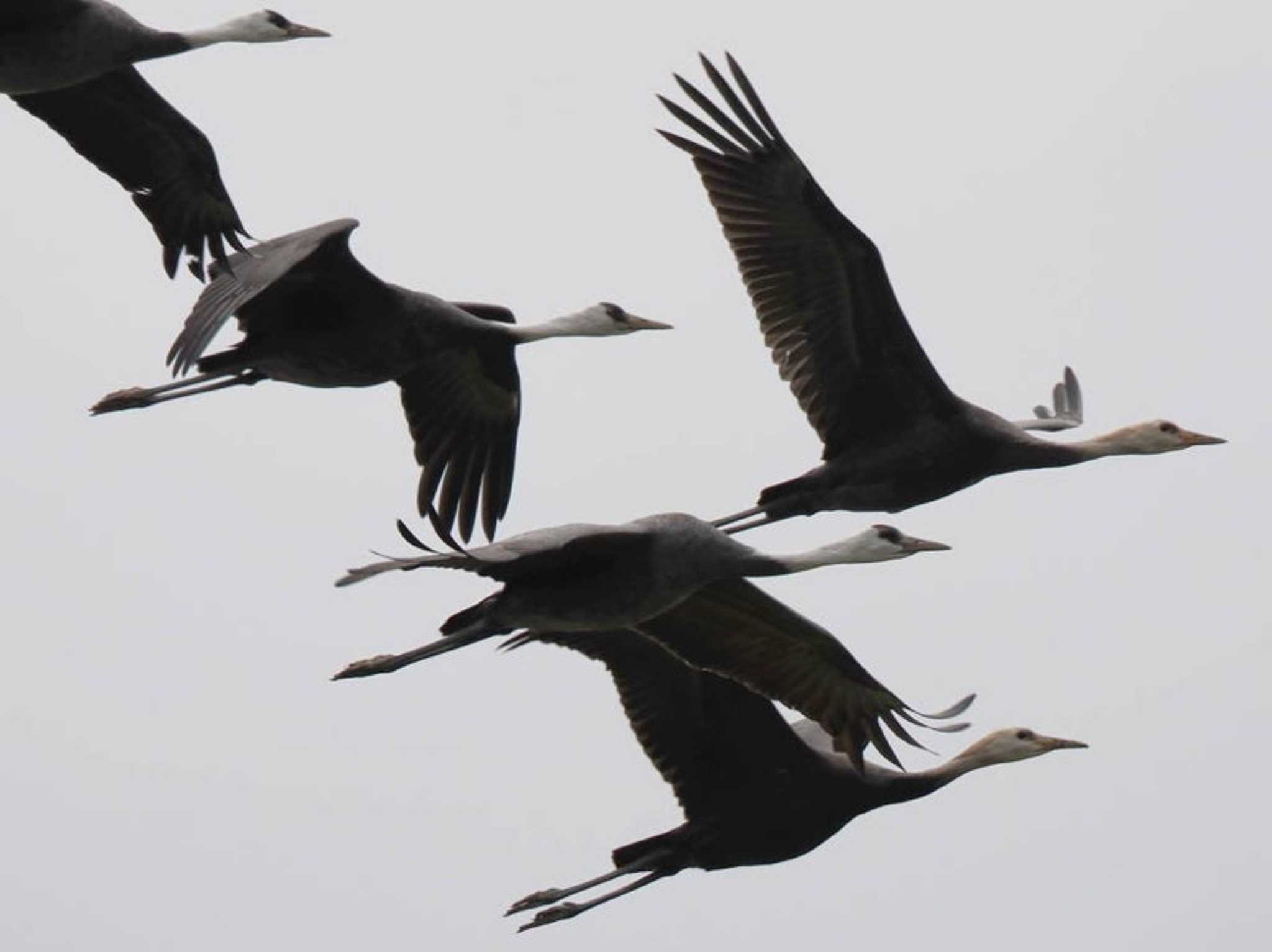 Hooded Crane