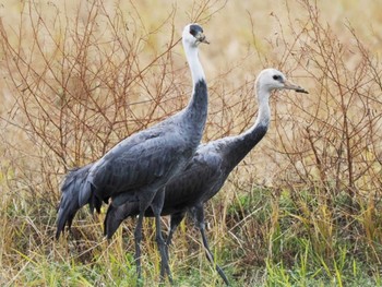 Hooded Crane 出水市ツル観察センター周辺一帯 Tue, 12/12/2023