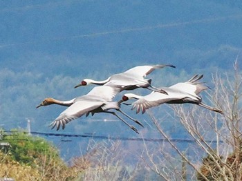 White-naped Crane 出水市ツル観察センター周辺一帯 Tue, 12/12/2023