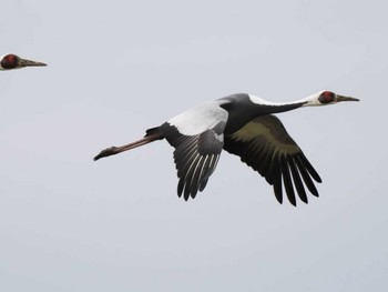 White-naped Crane 出水市ツル観察センター周辺一帯 Tue, 12/12/2023