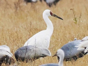 Siberian Crane 出水市ツル観察センター周辺一帯 Tue, 12/12/2023