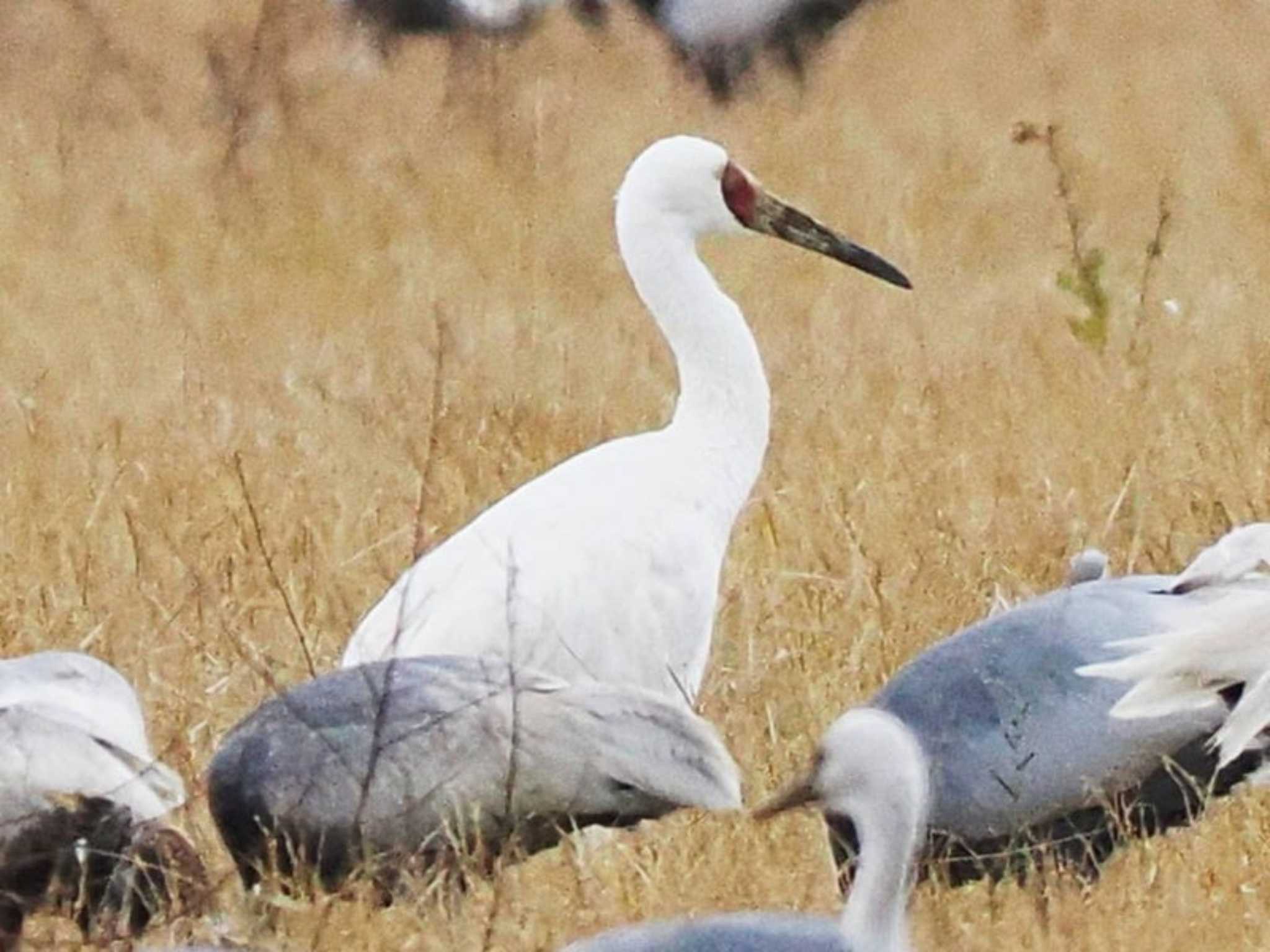 Siberian Crane